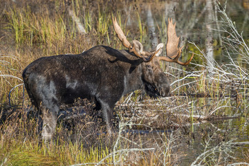 Large Bull Moose Foraging at the Edge of a Lake in Autumn © Brian Lasenby