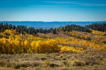 Fall tree landscapes