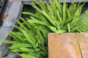 fern on the corner