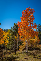 Fall tree landscapes