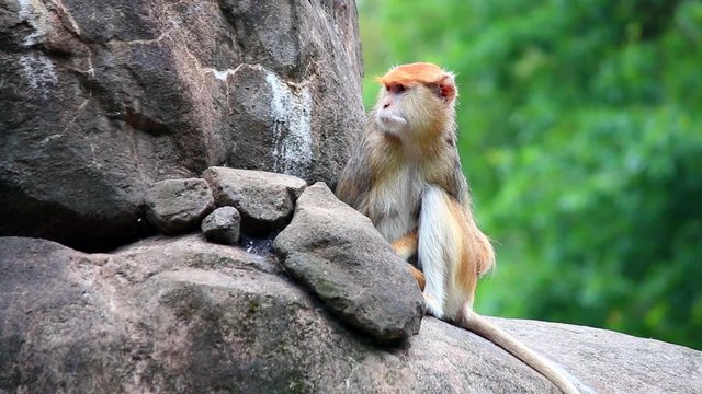 patas monkey Erythrocebus patas sitting on rock eating