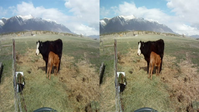 cow calf feeding 3D 13