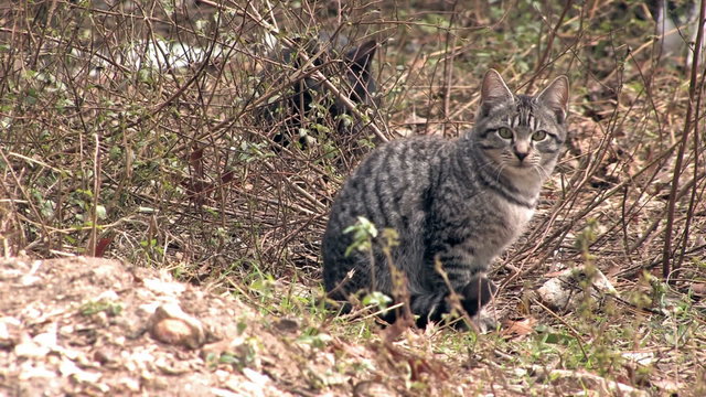 Cat closeup in wild HD