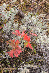 Red Mixed with Silvery Green