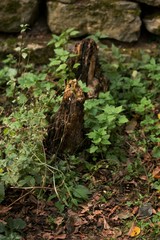 Baumstümpfe als Totholz