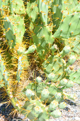 prickly pears wild plant