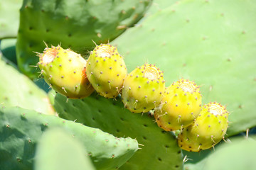 prickly pears