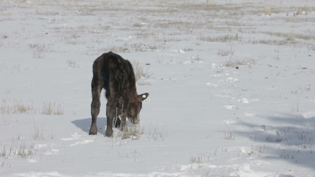 Newborn calf cow walks in snow P HD 9026