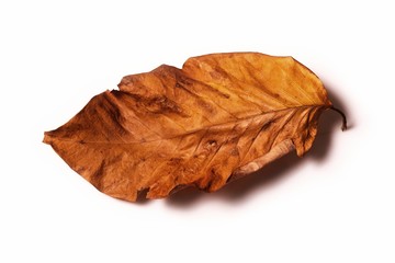 one dry leaf