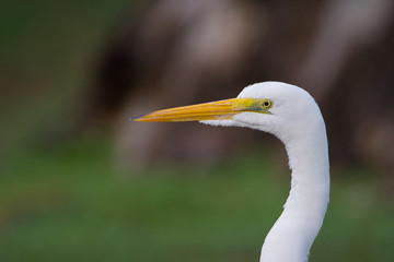 Great Egret - Ardea Alba