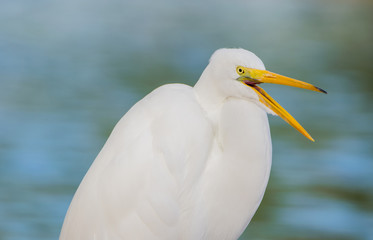Great Egret Singing in the Morning