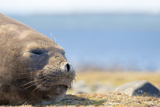 Southern Elephant Seal (Mirounga leonina) cow. Close up.