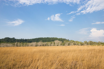 Tallgrass prairie in forests - 93882582