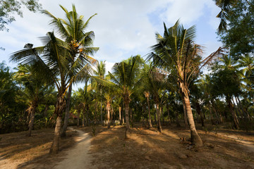 Fototapeta na wymiar coco-palm tree forrest, Bali, Nusa Penida, Indonesia