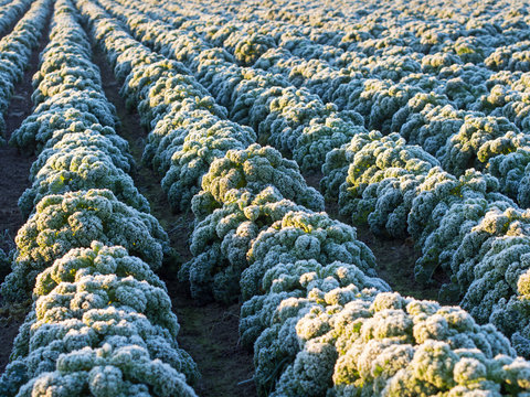 Gemüseanbau - Grünkohl auf dem Feld - Frost - Wintergemüse