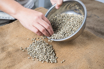 Kopi luwak coffee series : Worker sorting raw coffee beans