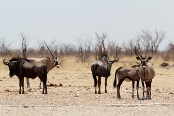 Gemsbok, Oryx gazella and Gnu in african bush