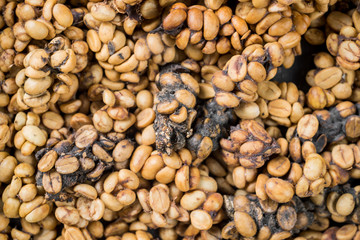 Kopi luwak coffee series