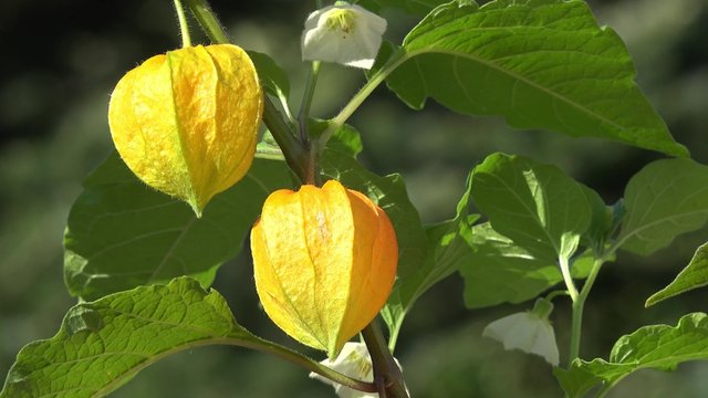 ground cherry in the nature 