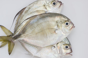 Pompano fish - 93883700