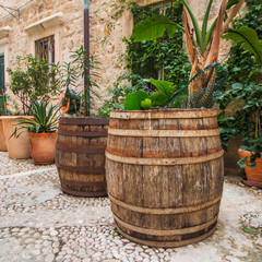 Naklejka premium Plants and palms in old wooden barrels in narrow street in the Old Town in Dubrovnik, Croatia, mediterranean ambient