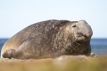 Male Southern Elephant Seal (Mirounga leonina)
