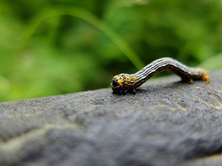 芋虫　接写