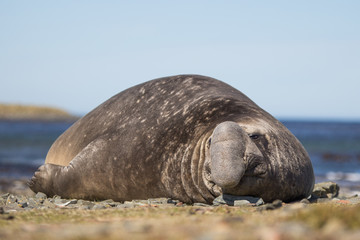 Ginormous Male Southern Elephant Seal (Mirounga leonina)