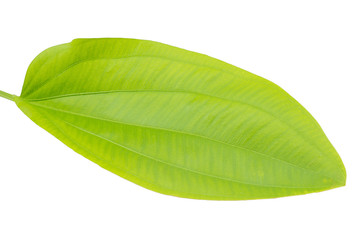 Obraz premium Leaves on white background