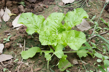 Lettuce growing in the soil