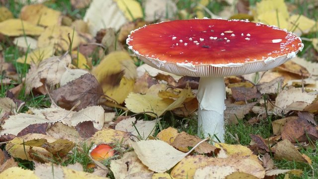 Fliegenpilz im Herbst