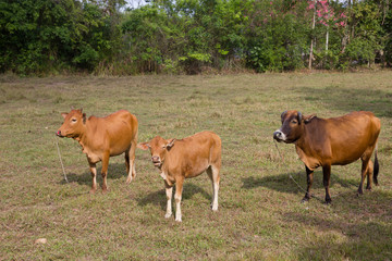 Cows on meadow