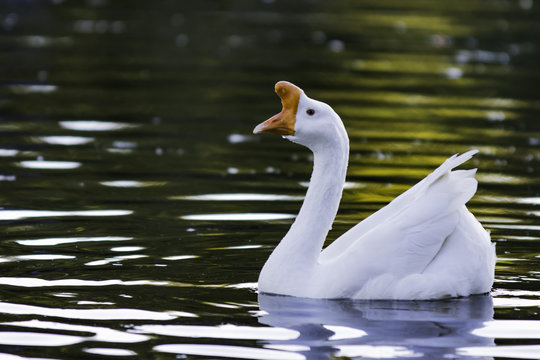 Goose swimming to the left