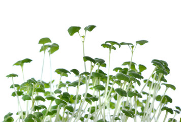 Growing microgreens on white background