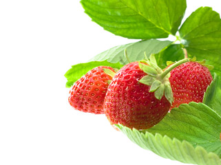 Beautiful strawberries