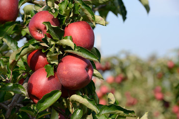 Rote Äpfel hängen am Apfelbaum