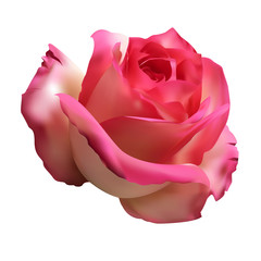 a realistic rose for designed works