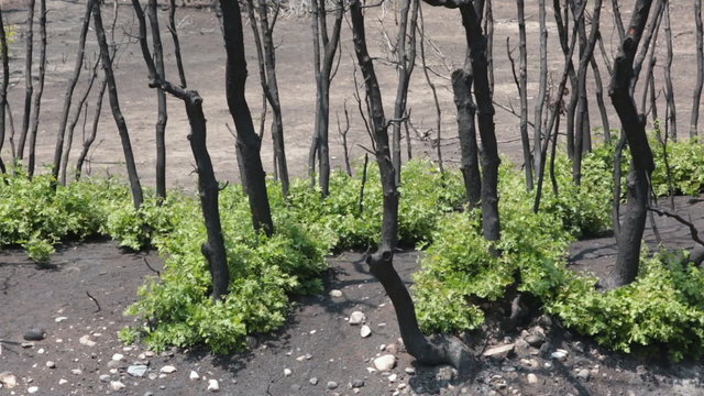 Fire with dead trees and new live growth oak trees P HD 2459