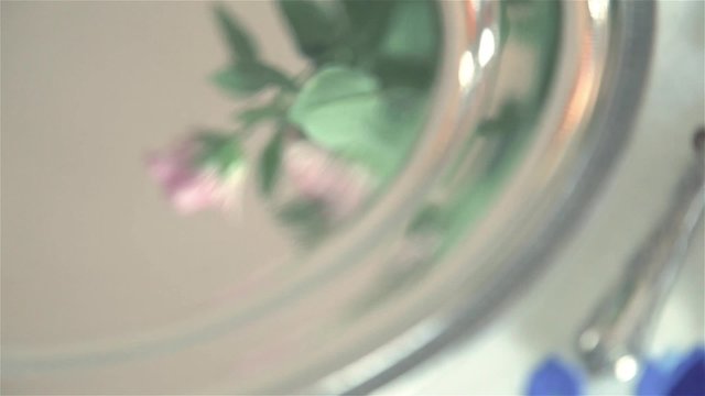 Rose, reflet plateau d'argent