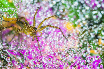 Spider on cobweb