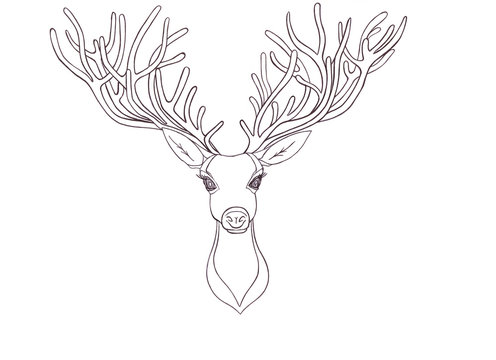 deer head. Beautiful horns. speaking look