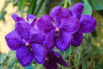 Orchids, flowers, beautiful flowers of Thailand.