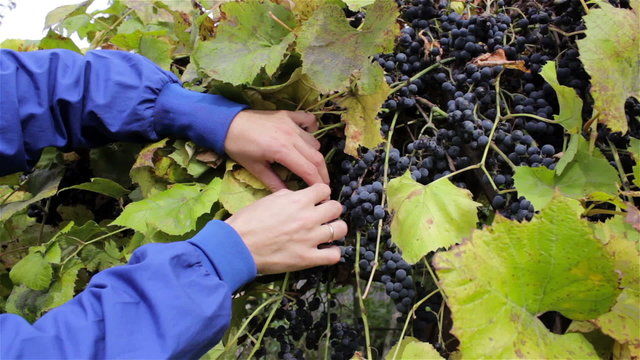 collect wine grapes/ripe purple grapes hands to collect wine