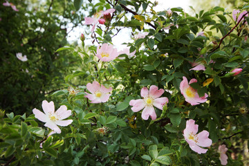 Wild Rose 
