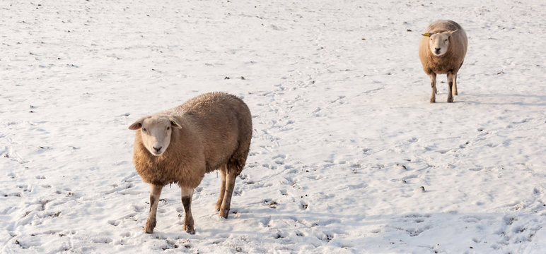 Two curiously looking sheep in the snow
