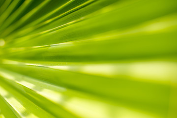 Palm leaves

