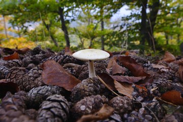 Amanita phalloides, death cap