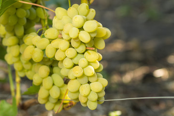 Huge cluster of white grape on grapevine