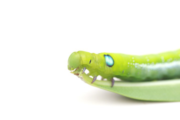 Naklejka premium Stock Photo:.Green Caterpillar on white background.