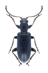 Beetle Orsodacne lineola